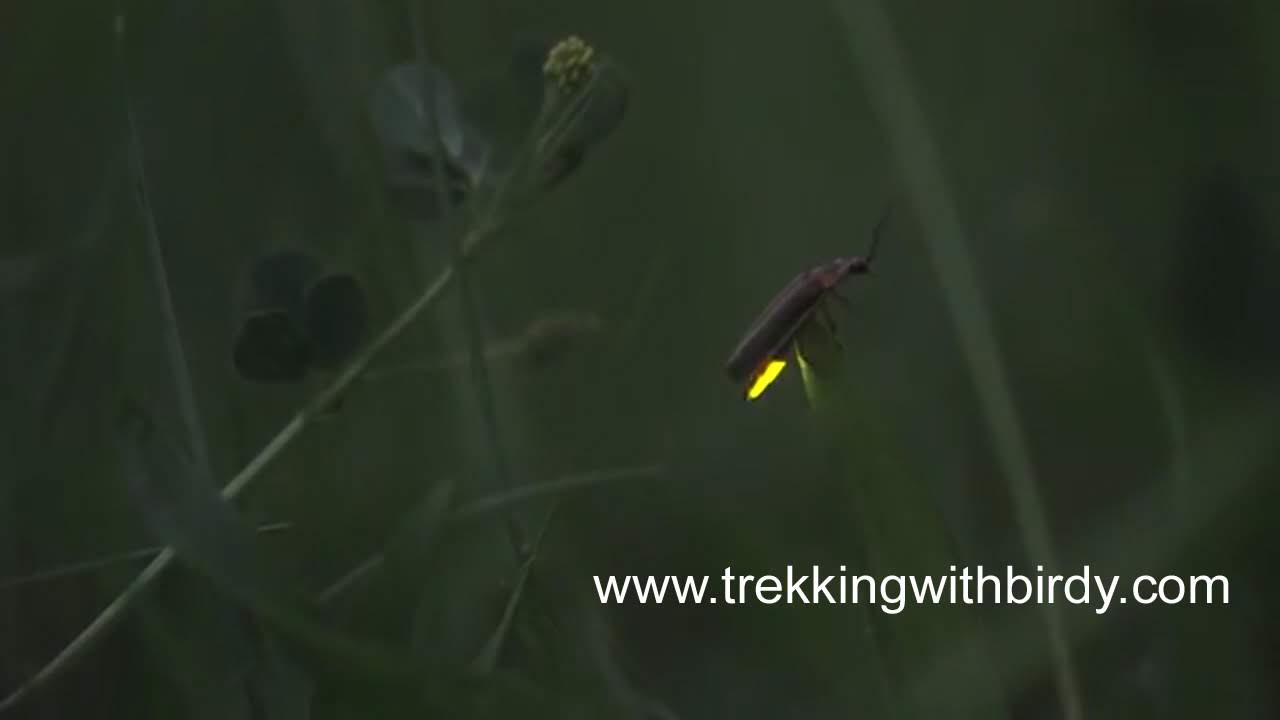 FireFlies